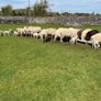 Sheep and lambs on foot Image 2