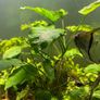 fluval Roma 240 litre Image 9