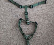 dog collar