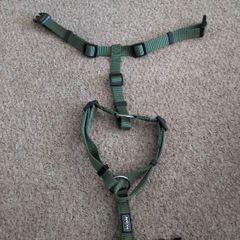 dog collar