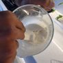 30 grams Active and Ready Milk Kefir Grains Image 10