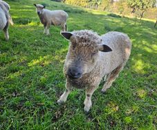 Wensleydale Ram
