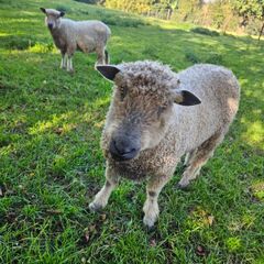 Wensleydale Ram