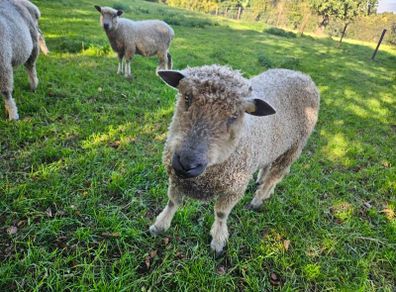 Wensleydale Ram
