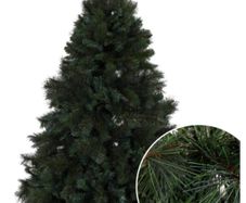 Christmas Tree Sherwood Pine 7ft
