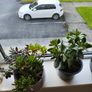 Bonzai + 4 home plants Image 4
