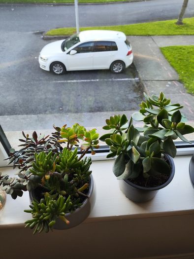 Bonzai + 4 home plants