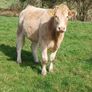 Heifers Image 6