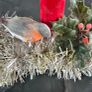 Vintage Christmas Welcome Candle Light Working  Robin & Holly Log Base Image 6