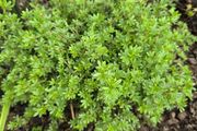 Dasiphora fruticosa, also known as Potentilla fruticosa)