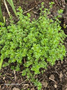 Dasiphora fruticosa, also known as Potentilla fruticosa)