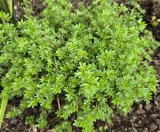 Dasiphora fruticosa, also known as Potentilla fruticosa)