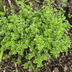 Dasiphora fruticosa, also known as Potentilla fruticosa)