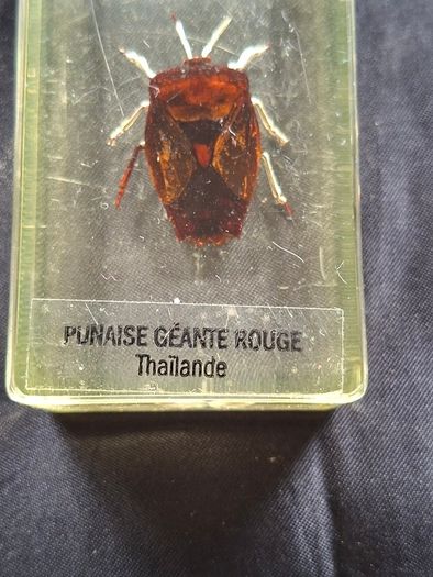 Genuine Collection of 15 Clear Resin Exotic Insects and Arachnids Price is for 1 only