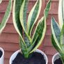 Sansevieria/ snake plant Image 2