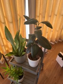 Plants and plant stand