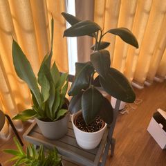 Plants and plant stand