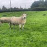 Texel/ Rouge Rams Image 4