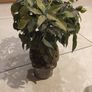 Gorgeous Ceramic Ornamental Bonsoi in Pot Image 3
