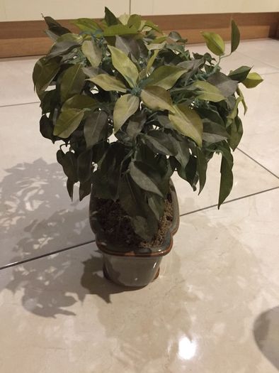 Gorgeous Ceramic Ornamental Bonsoi in Pot