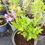 plants Image 3