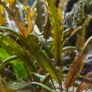 aquarium plants Image 4