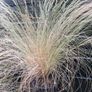 Tall grasses " ponytail " Image 3