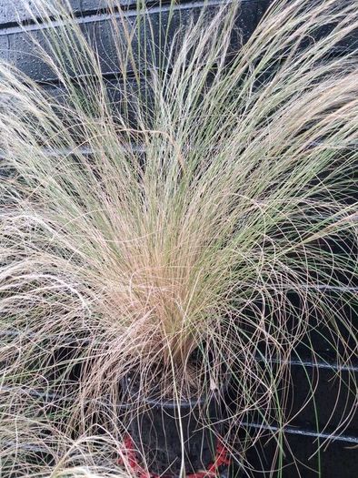 Tall grasses " ponytail "