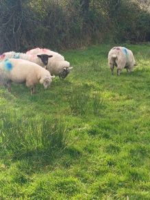 Butcher lambs