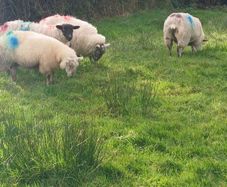 Butcher lambs