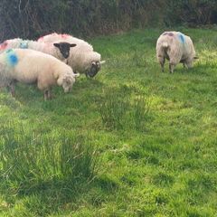Butcher lambs