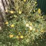Hypericum large bush Image 3