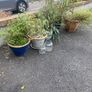 Ceramic and plastic pots Image 3