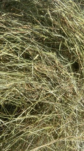 June Irish Hay&Haylage