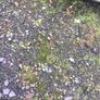2006 opel astra 1.4 petrol for parts Image 4