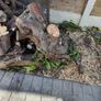 Free Firewood/Stumps Image 2