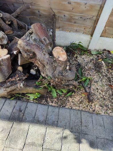 Free Firewood/Stumps