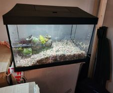 Fish Tank