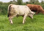 Bull