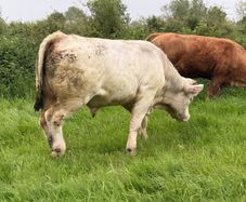 Bull