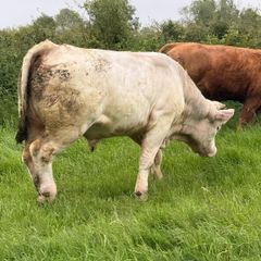 Bull