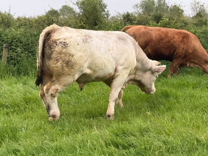 Bull