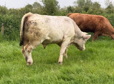 Bull