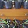 Aloe vera plants Image 2