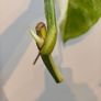No.79 Monstera Albo Fresh cutting Image 6