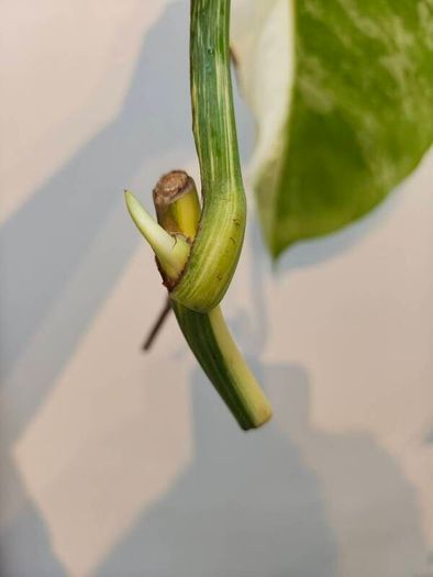 No.79 Monstera Albo Fresh cutting