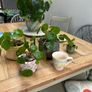 Money Plants Image 2