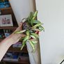 Hoya Wayetii Tricolor Plant Image 3