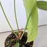 Anthurium Peltigerum Plant Image 4