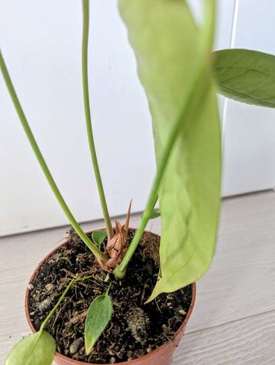 Anthurium Peltigerum Plant